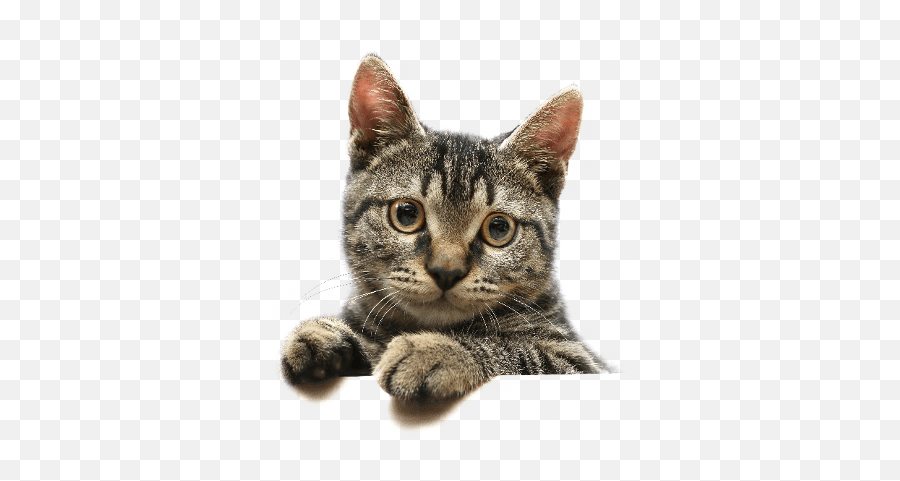 Banye Surprised Cat Transparent Png - Transparent Png Cat Png Emoji,Cat Png