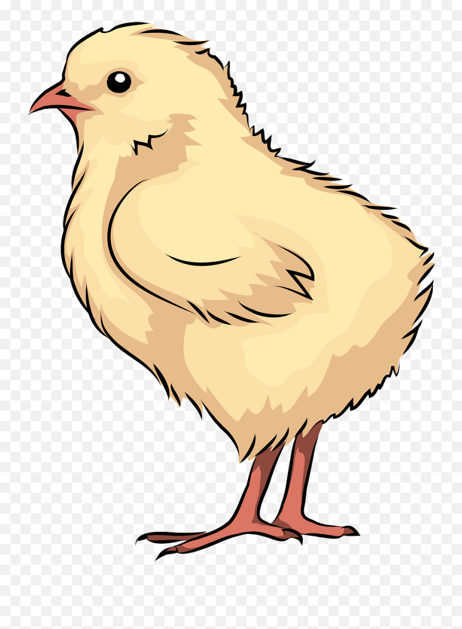 Chick Clipart - Chicken Chick Clipart Png Emoji,Chick Clipart