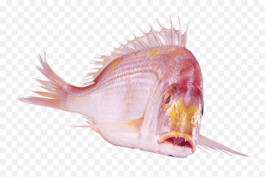 Fish Png Photo Transparent Free Download - Transparent Fish Face Png Emoji,Fish Png