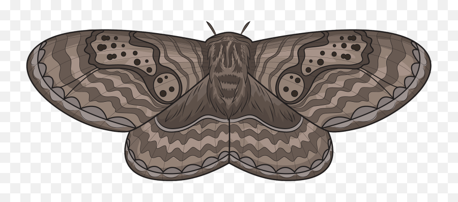 Brahmeid Moth Clipart - Moth Clipart Emoji,Moth Transparent