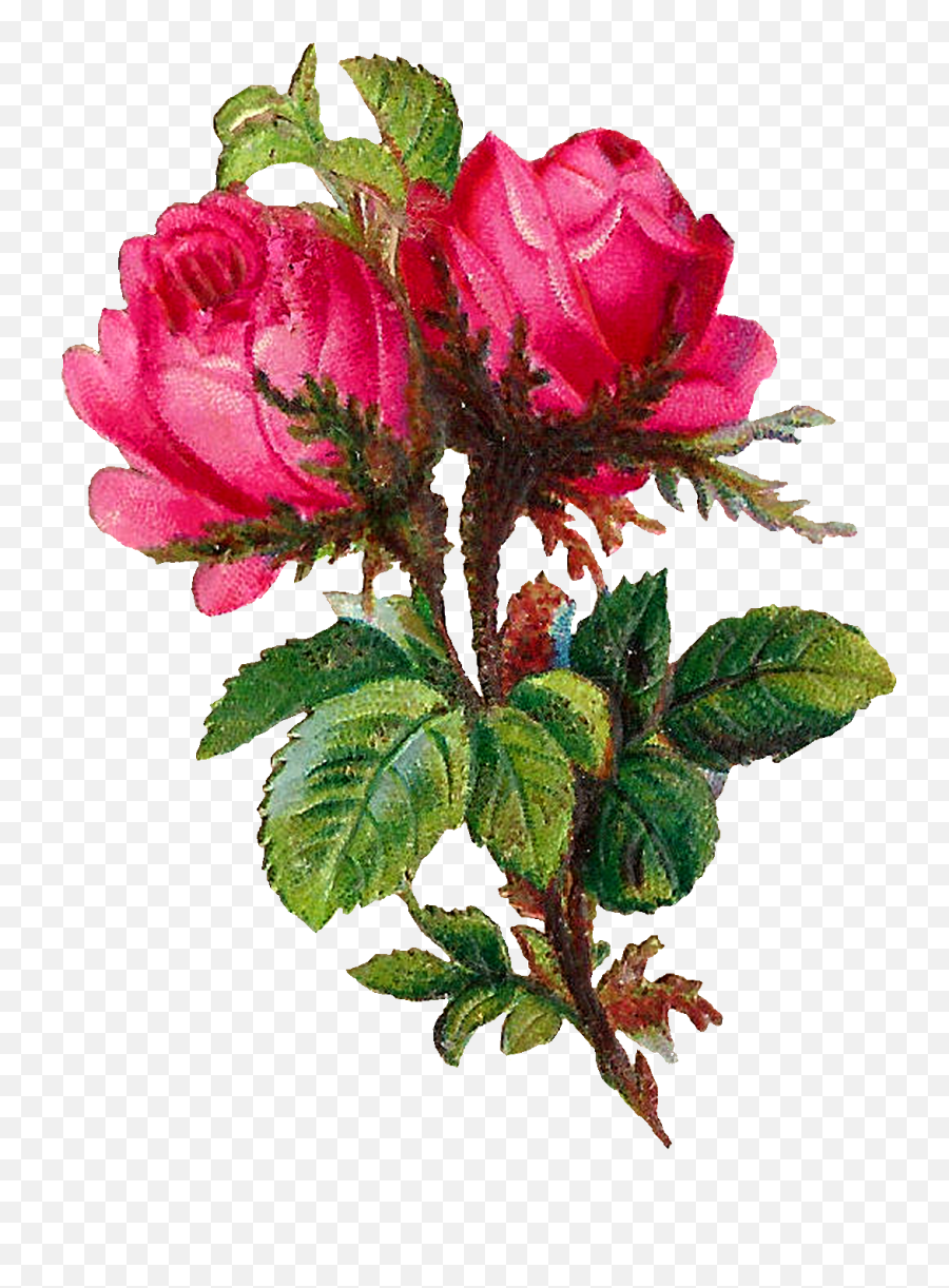 Download Hd Pink Rose Clipart Scrapbook - Scrapbook Rose Png Emoji,Pink Rose Clipart