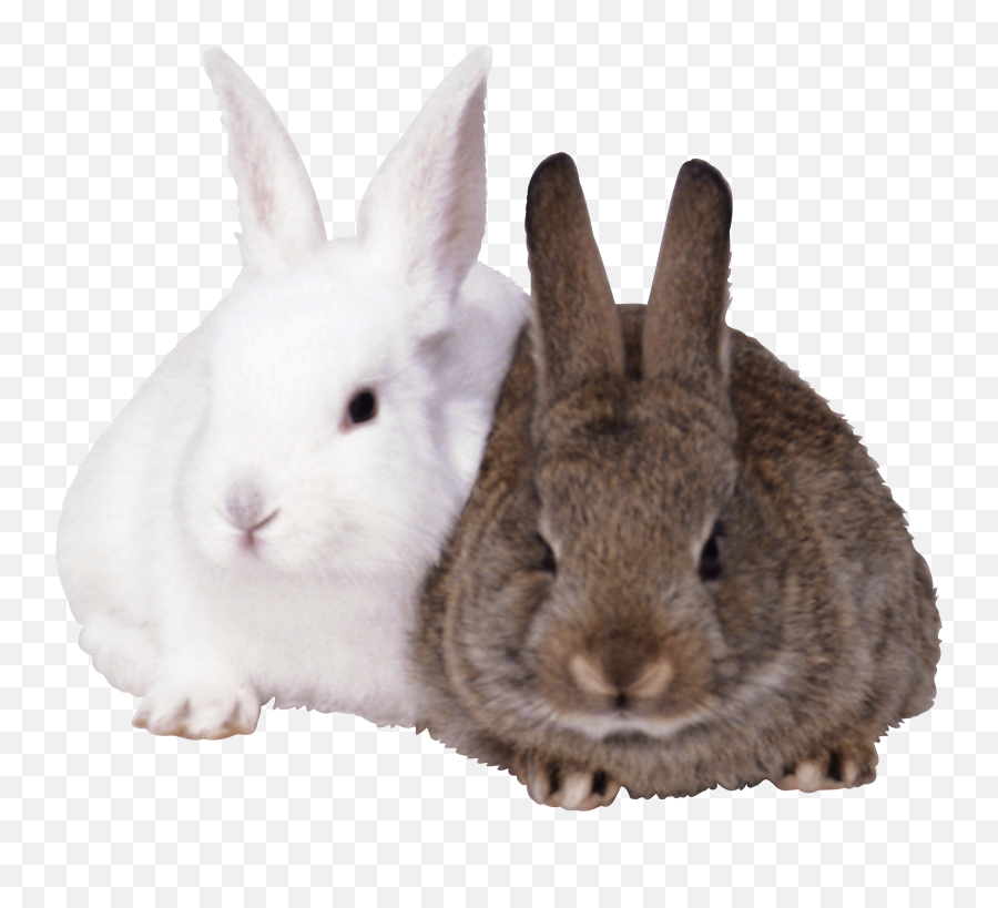 Rabbits Png Image - Rabbits Png Emoji,Bunny Png