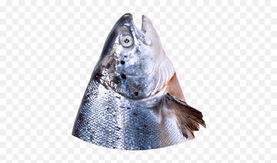 Fish Head Emoji,Fish With Transparent Head