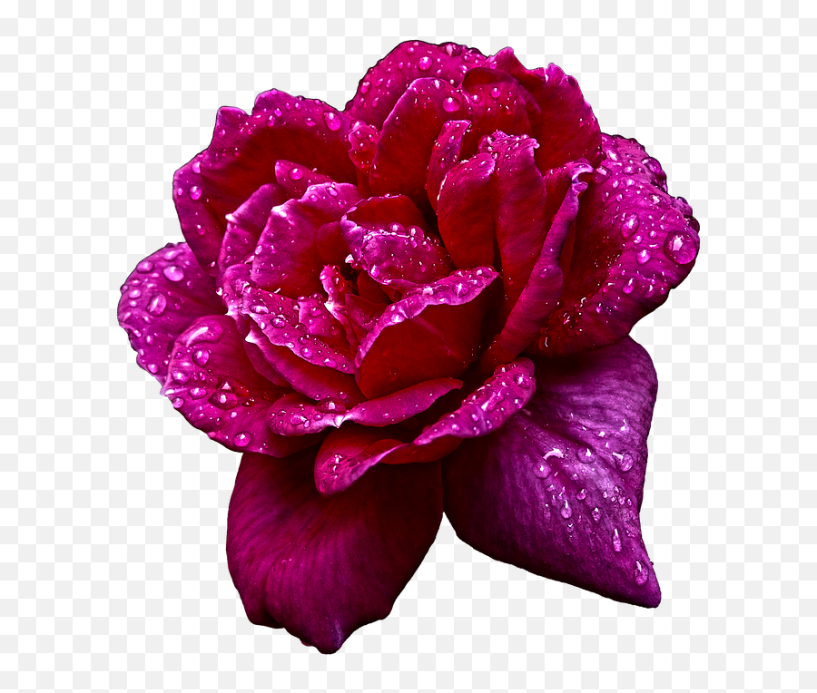 Nature - 3027889960720png Snipstock Emoji,Purple Rose Png