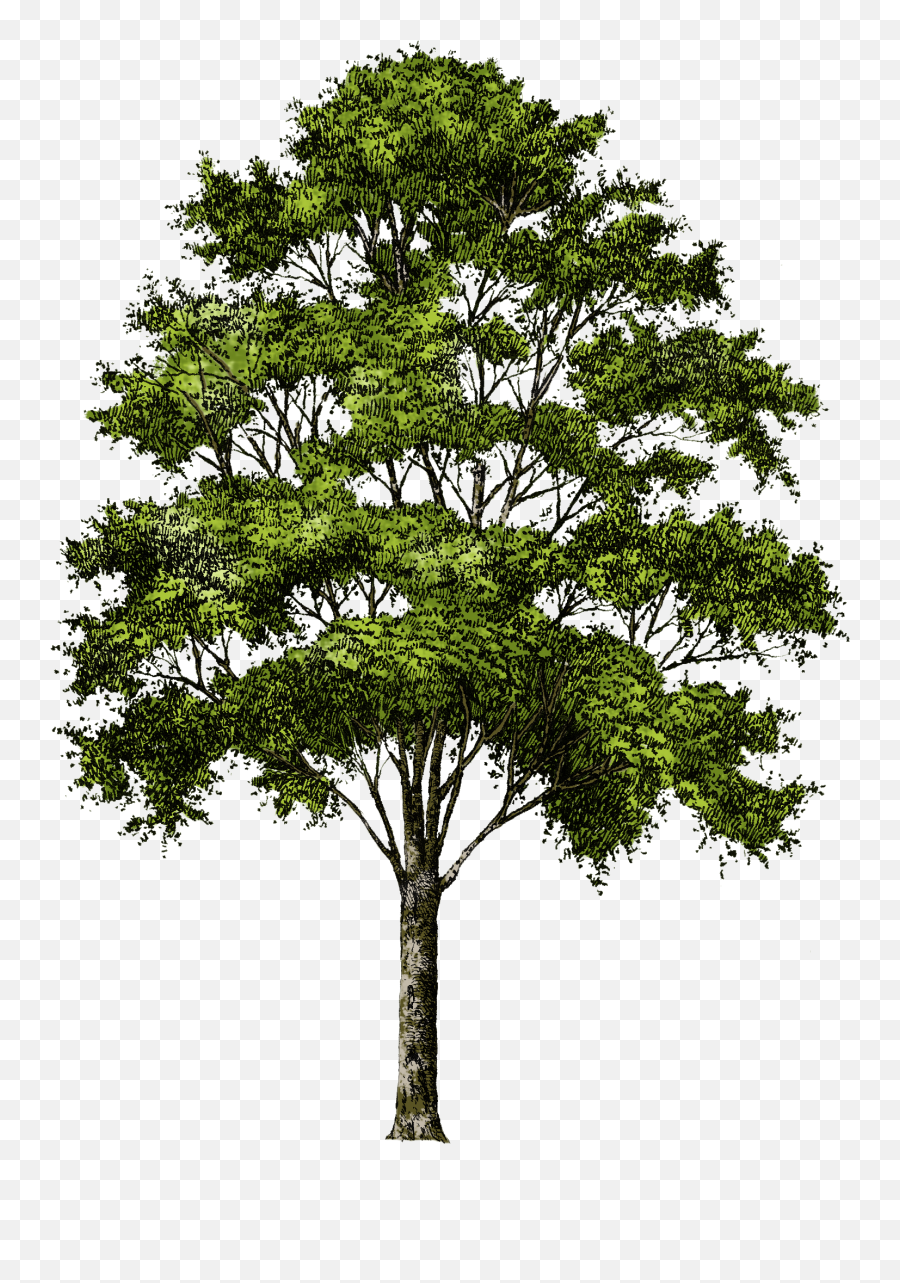 Free Photoshop Trees Png Download Free - Trees No Background Png Emoji,Trees Png