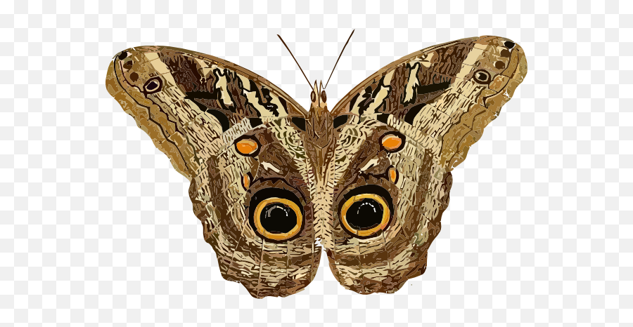 15 Moths Ideas - Moth Clipart Emoji,Moth Transparent