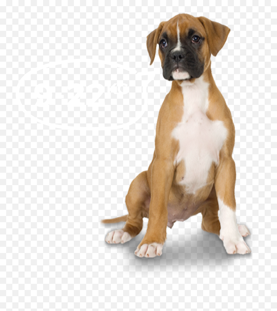 Young Boxer Dog Transparent Png - Transparent Boxer Dog Emoji,Dogs Png