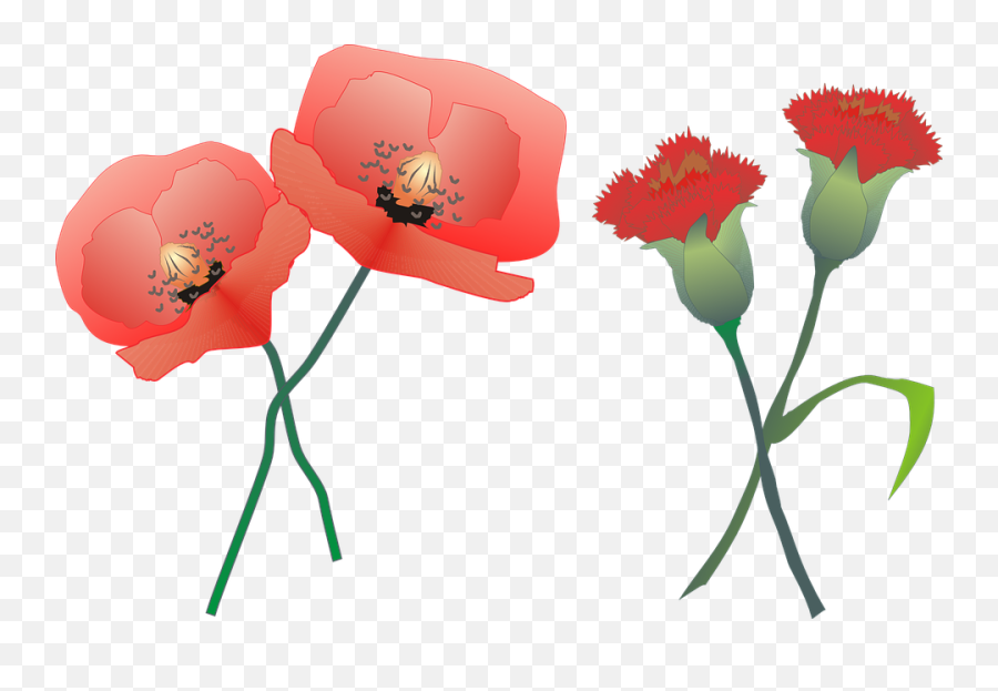 200 Free Poppy U0026 Poppies Illustrations - Pixabay Logo Carnation Flower Vector Emoji,Poppy Flower Clipart