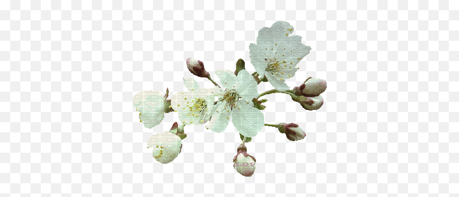 Fle Fleur Blanc Deco Glitter Gif Image Stefstamp Fleur - Gifs Flores Brancas Emoji,Transparent Glitter Gif
