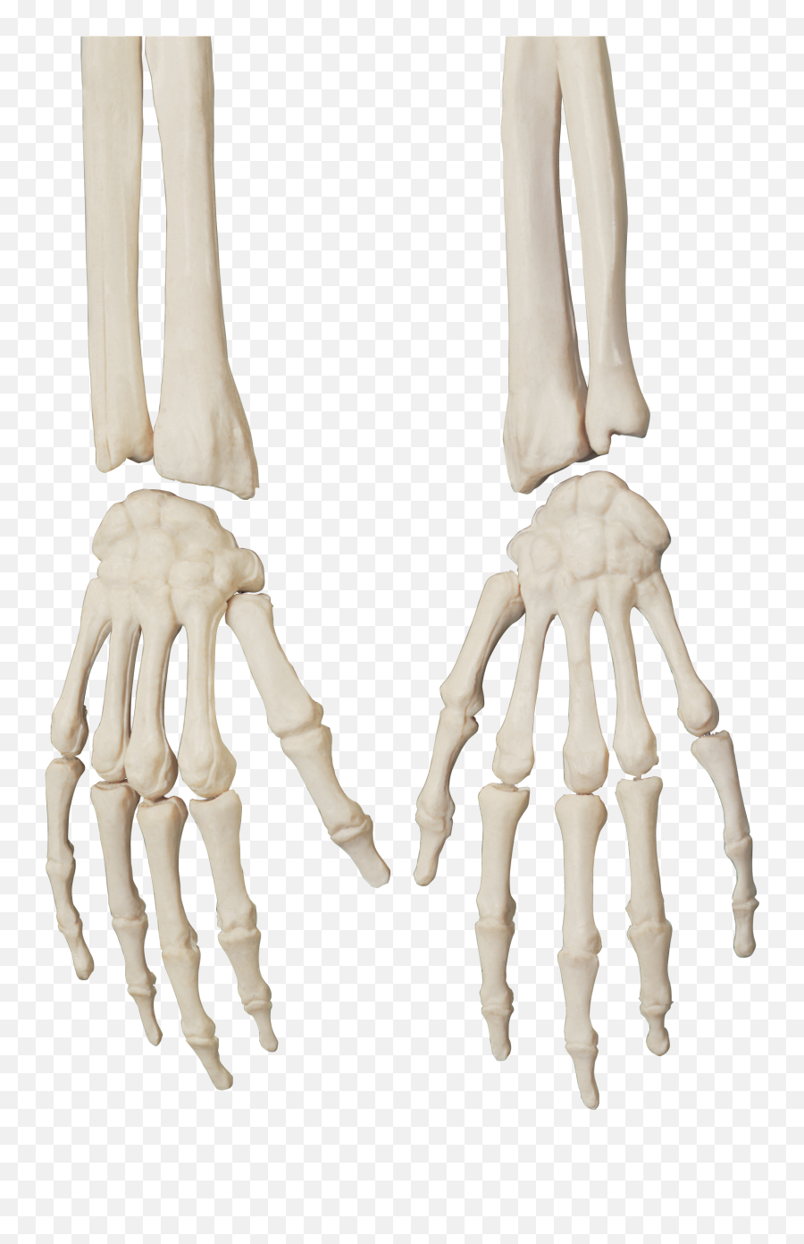 Human Skeleton Bone Skull - Skeleton Hand Emoji,Skeleton Hand Png