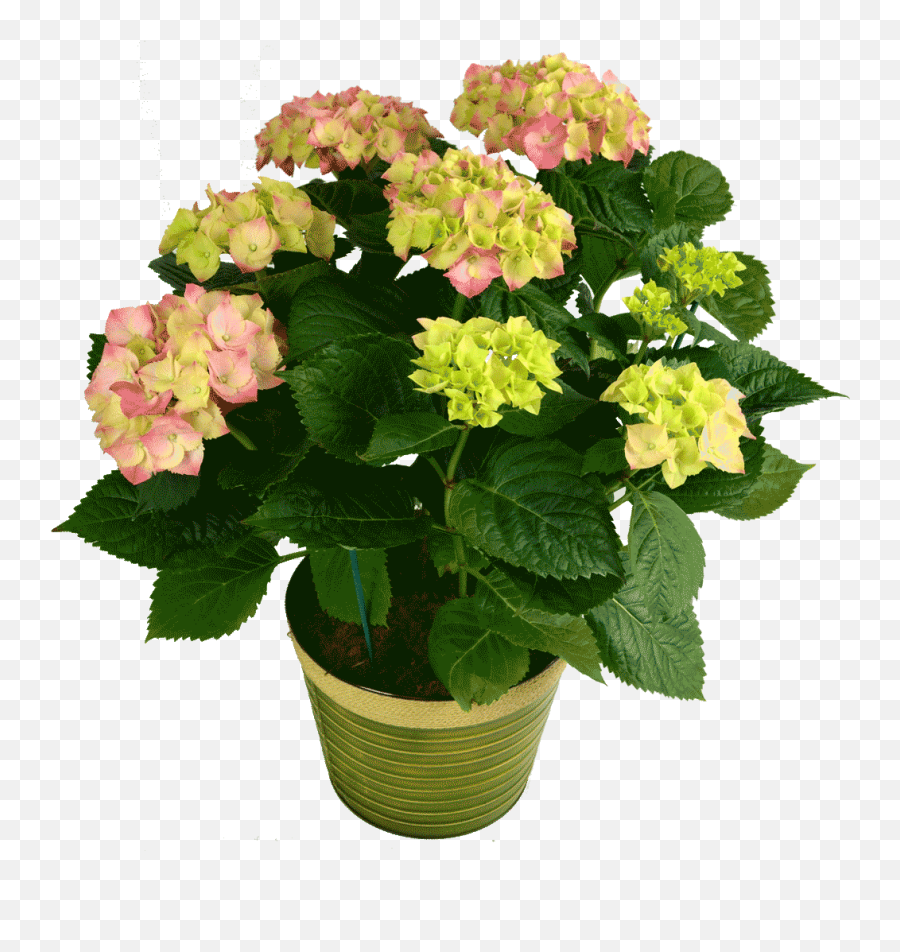 Download Hydrangea Plant - Plant Emoji,Hydrangea Png