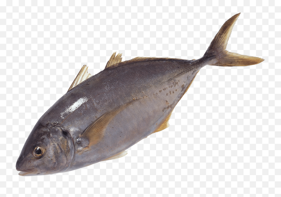 Free Png Fish Swimming Png Images Emoji,Fish With Transparent Head
