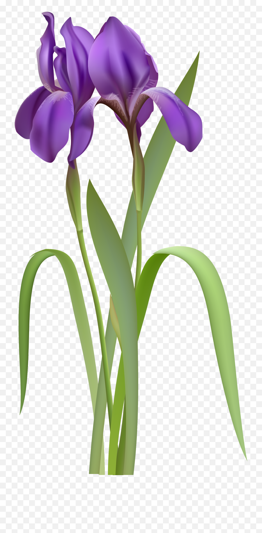 Library Of Spring Flower Image Free Library Images Png Files - Iris Clipart Png Emoji,Spring Flowers Clipart