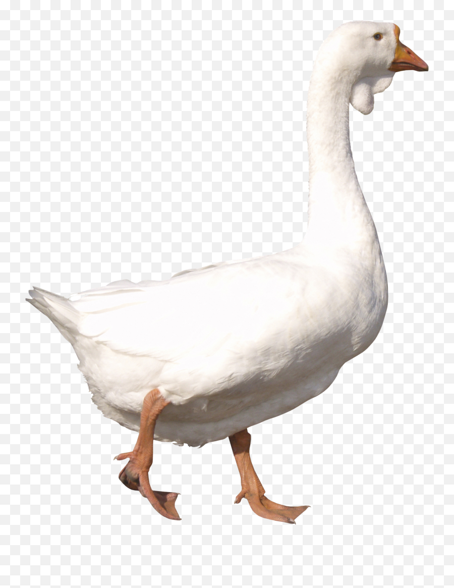White Goose Walking Png Transparent Images Free - Yourpngcom Emoji,Goose Clipart Black And White