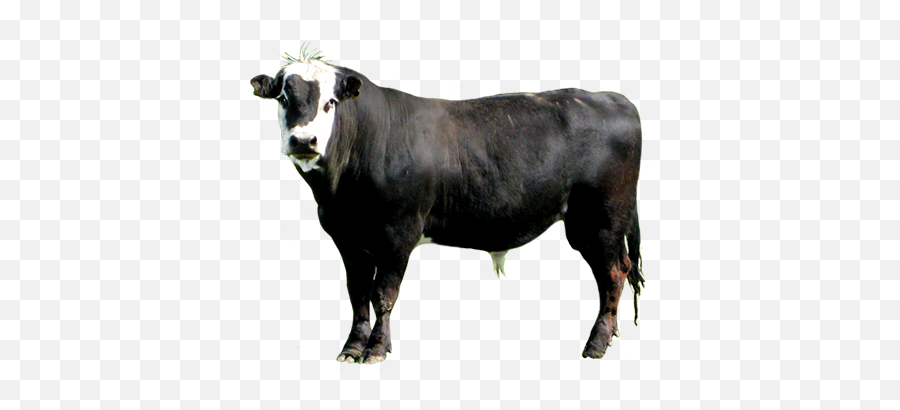 Animal Clip Art - Cow Emoji,Bull Clipart
