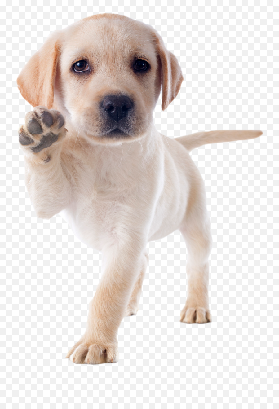 Dog Meme Png - Labrador Pup Emoji,Puppy Transparent Background