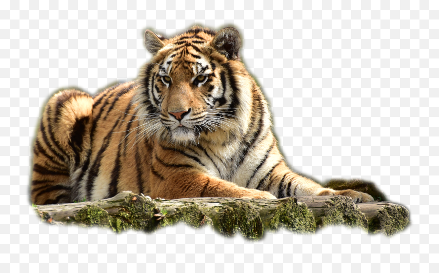 Bengal Tiger Png Image - Malayan Tiger Transparent Background Emoji,Tiger Png