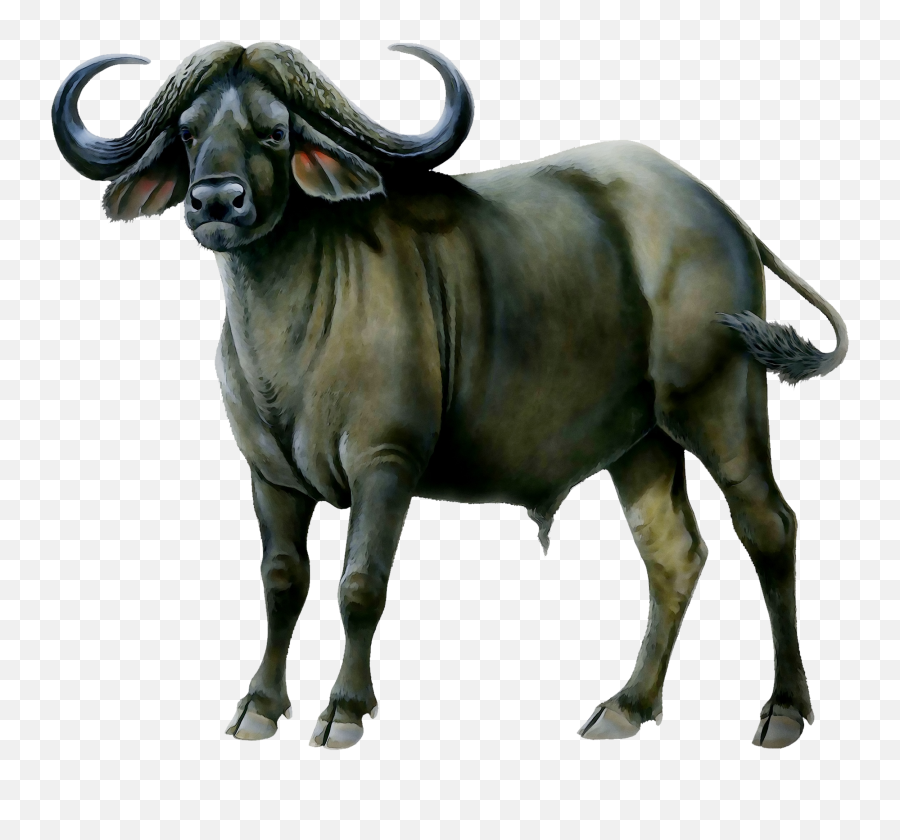 Water Buffalo American Bison African - Buffalo Png Emoji,Buffalo Clipart