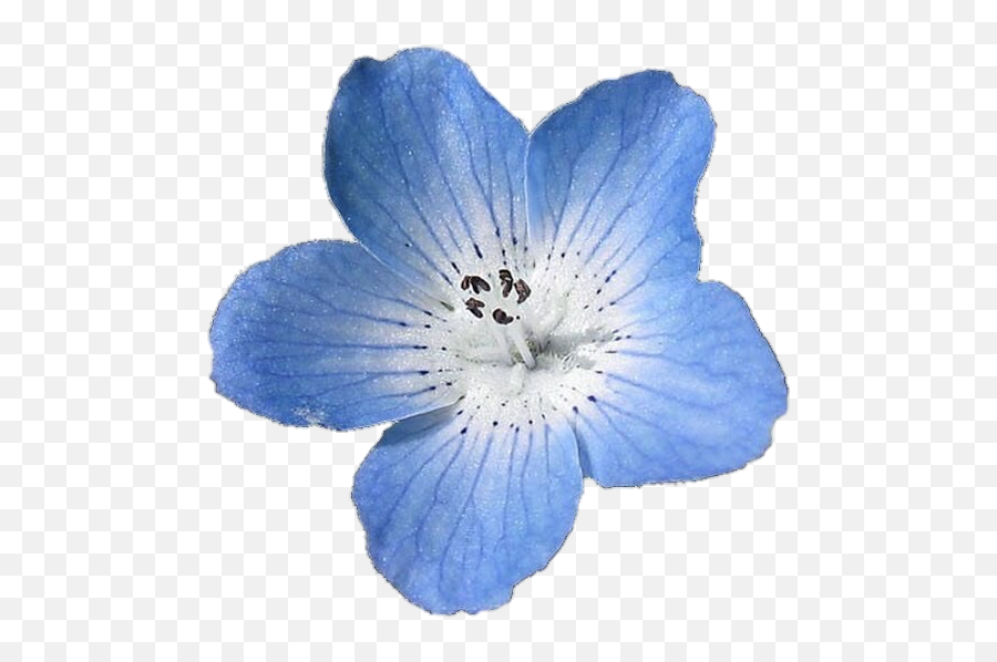 Blue Flower Png - Light Blue Flower Png Blue Flower Light Blue Flower Aesthetic Png Emoji,Flower Png