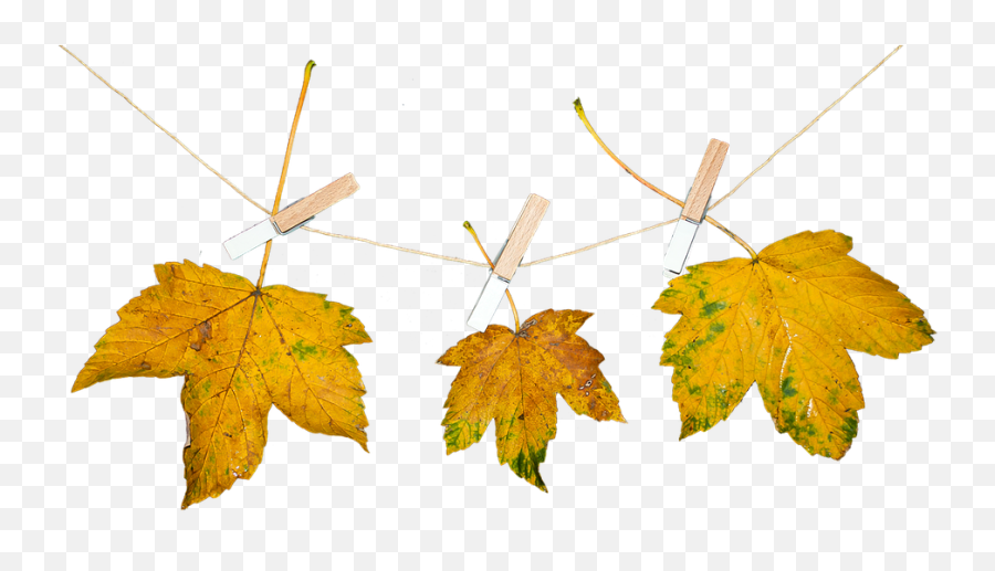 Nature Leaves Autumn Transparent - Free Photo On Pixabay Download Gambar Tanpa Background Emoji,Fall Leaves Transparent Background