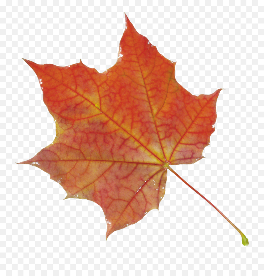 Download Leaves Free Png Transparent Image And Clipart - Transparent Background Leaf Texture Png Emoji,Leaves Png