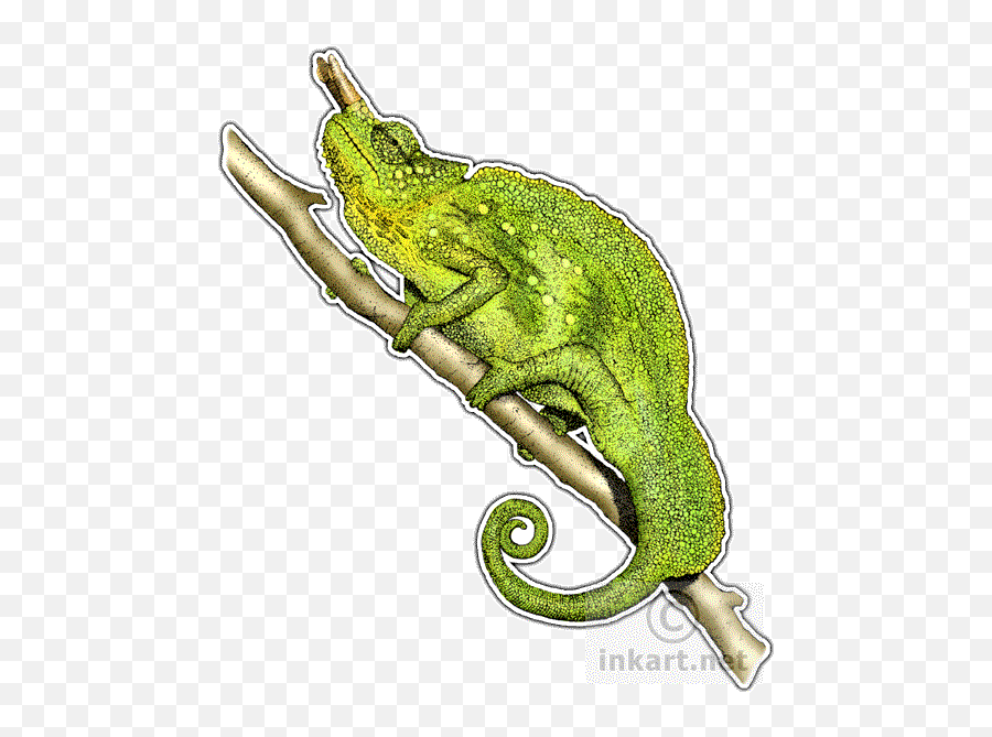 Mountain Chameleon Png Download - Four Horned Chameleon Cartoon Emoji,Chameleon Png