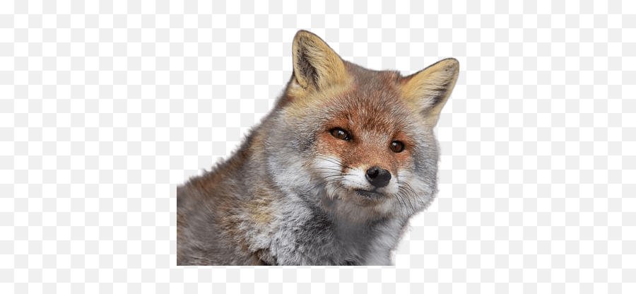 Best 51 Fox Png Hd Transparent Background A1png - Kalender 2021 Maart Vos Emoji,Fox Transparent Background