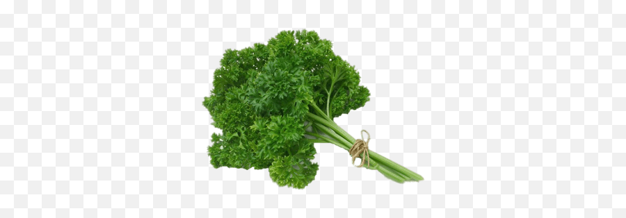 Parsley Transparent Png - Stickpng Curly Parsley Emoji,Cilantro Png
