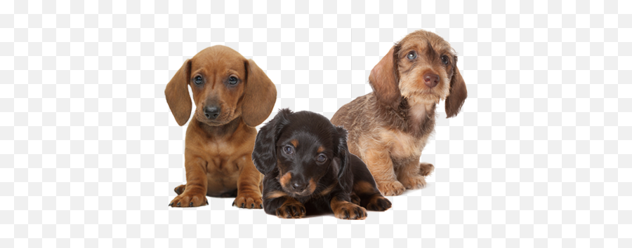 Puppies Transparent Images - Puppies Transparent Background Emoji,Puppy Transparent Background
