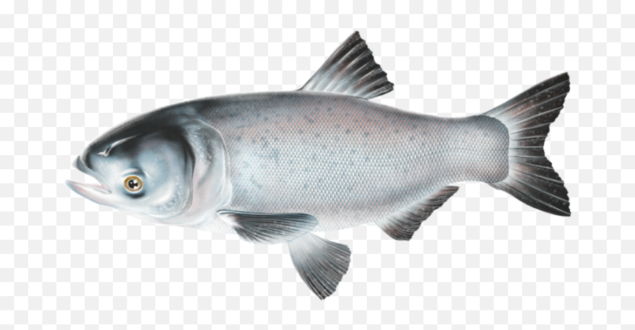 Bighead Carp Emoji,Fish With Transparent Head