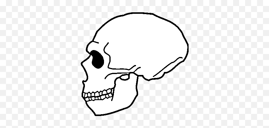 Fileneanderthalensis Skullpng - Wikimedia Commons Emoji,White Skull Png