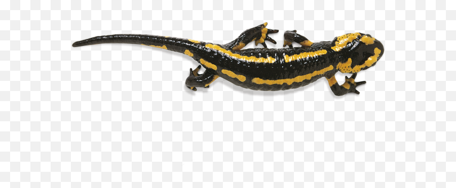Download Salamander Photos Hq Png Image Freepngimg Emoji,Salamander Clipart