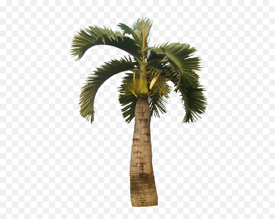 Download Tropical Plant Pictures - Palm Trees Png Full Bottle Palm Tree Png Emoji,Palm Trees Png