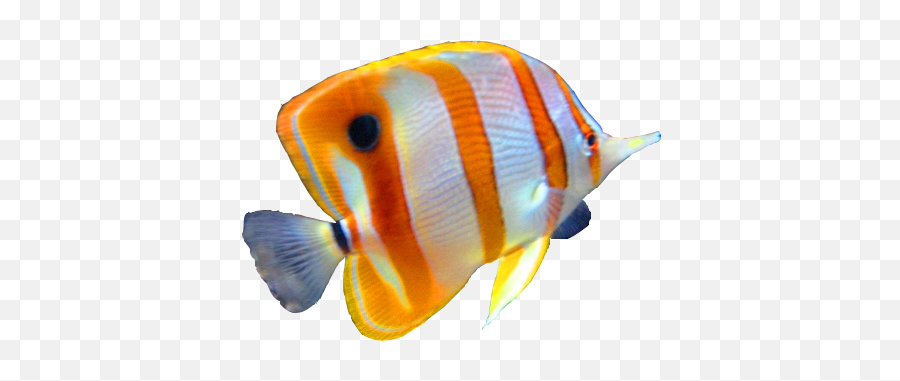 Colorful Fish Png Transparent - Transparent Colorful Fish Png Emoji,Fish Png