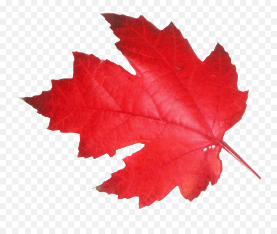 Download Canada Leaf Free Png Transparent Image And Clipart - Transparent Maple Leaf Png Emoji,Leaf Transparent