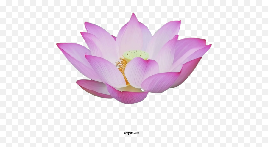 Flowers Sacred Lotus Magnolia Family Purple For Lotus Flower - Girly Emoji,Lotus Flower Clipart