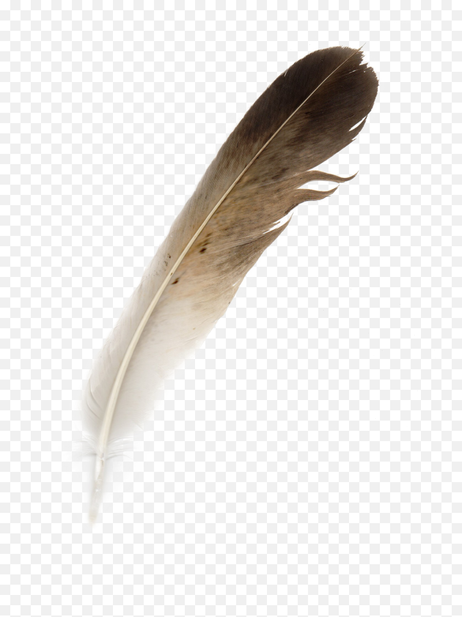 Bird Feather Png Download Image Png Arts - Bird Feather Png Emoji,Feathers Png