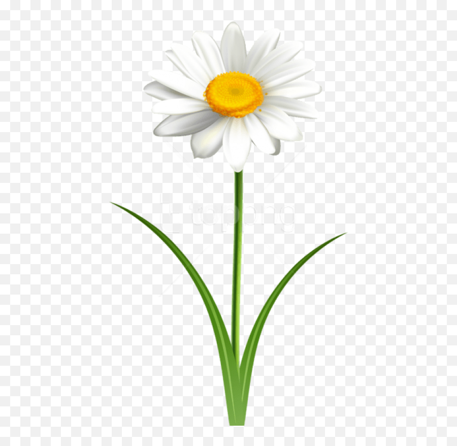 Free Png Download Daisy Flower - Daisy Clipart Emoji,Daisy Transparent Background