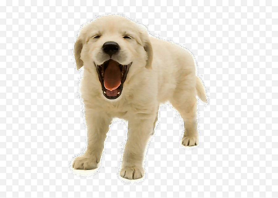 Cute Dogs Png - Png Dog Aww Cute Yawn Aww Adorable Emoji,Cute Dog Png