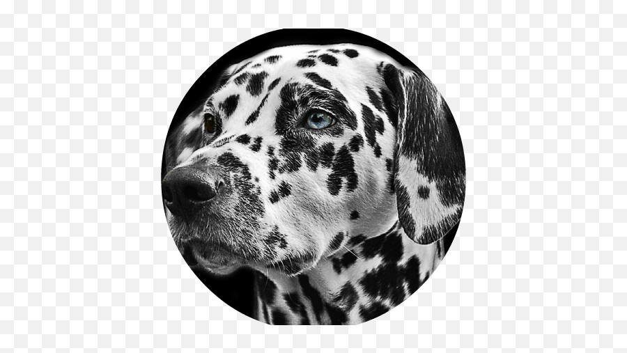 Download Hd Dalmatians Dog Animal Head - Animal Portraits Emoji,Animal Head Png