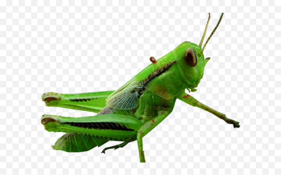 Grasshopper Clipart Transparent - Transparent Grasshopper Clip Art Emoji,Grasshopper Clipart