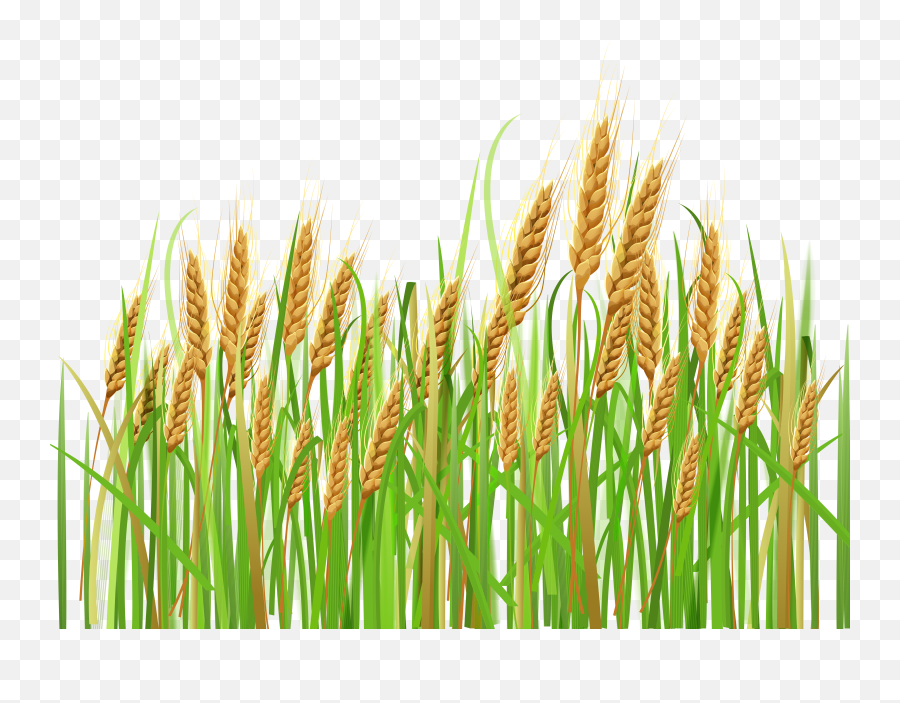 Land Clipart Wheat Field Land Wheat - Transparent Crops Png Emoji,Land Clipart
