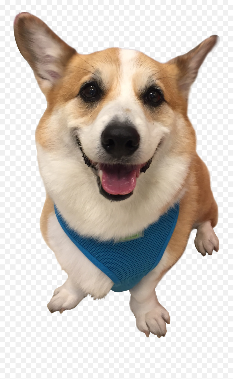 1 - Corgi Dog Transparent Background Emoji,Corgi Transparent