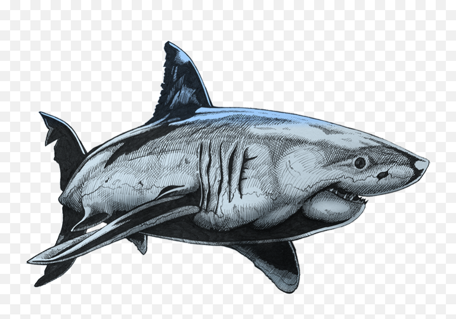 Great White Shark Png - Base Colour White Shark Draw Shark Color Drawing Shading Emoji,Shark Clipart Black And White