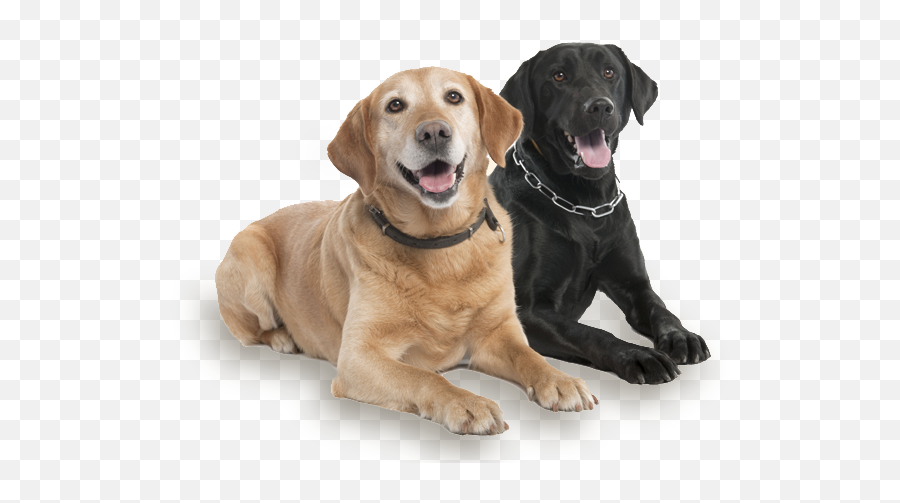 Download Two Cute Dogs - Two Dogs Cartoon Png Emoji,Dogs Png