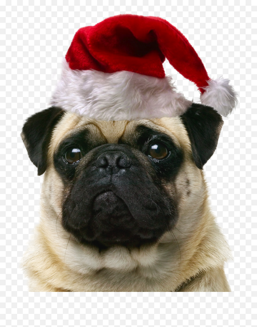 Download Pet Cat Dog Puppy Sitting Free - Christmas Dog And Cat Png Hd Emoji,Christmas Dog Clipart