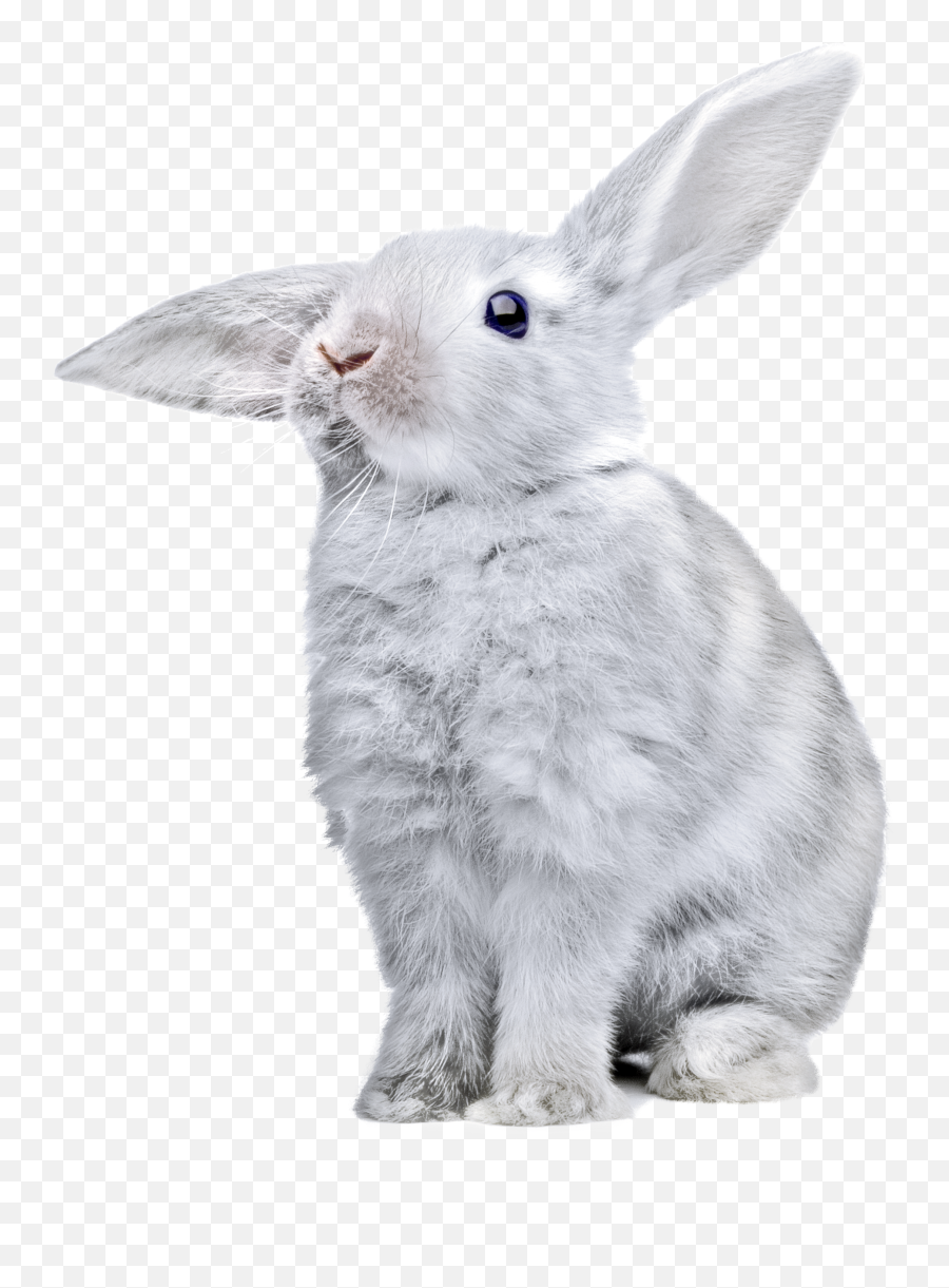Rabbit Png Rabbit Pictures Animal Clipart Emoji,Bunny Png