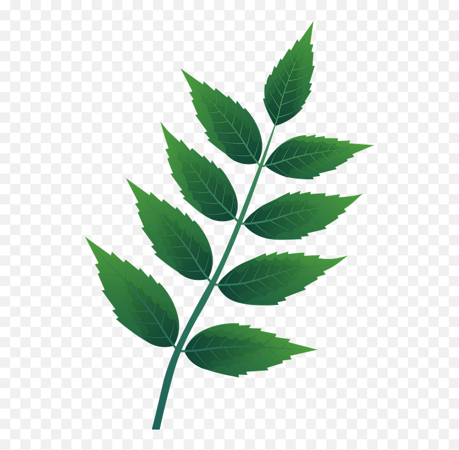 Common Ash Spring Leaf Clipart Free Download Transparent Emoji,Free Leaf Clipart