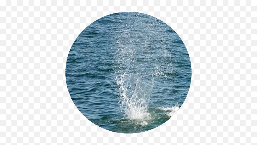 Spotteru0027s Guide U2014 Hebridean Whale Trail Emoji,Wave Splash Png