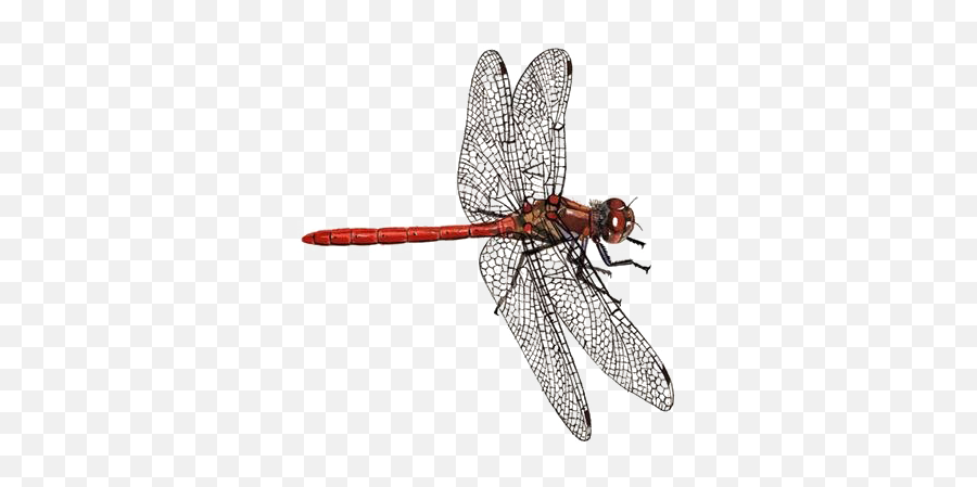 Download Hd Dragonfly Png Download Image - Facebook Cover Dragonfly Emoji,Dragonfly Png